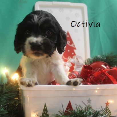 puppy, for, sale, Cocker Spaniel, Joe & Cherri  Overlease, dog, breeder, Miller, MO, dog-breeder, puppy-for-sale, forsale, nearby, find, puppyfind, locator, puppylocator, aca